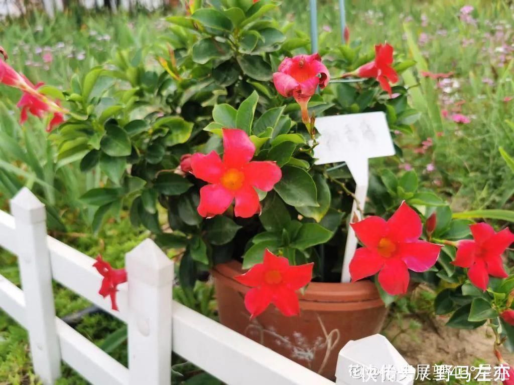 狗牙花|1种花剧毒之花,也是环保卫士,真是让人又爱又恨