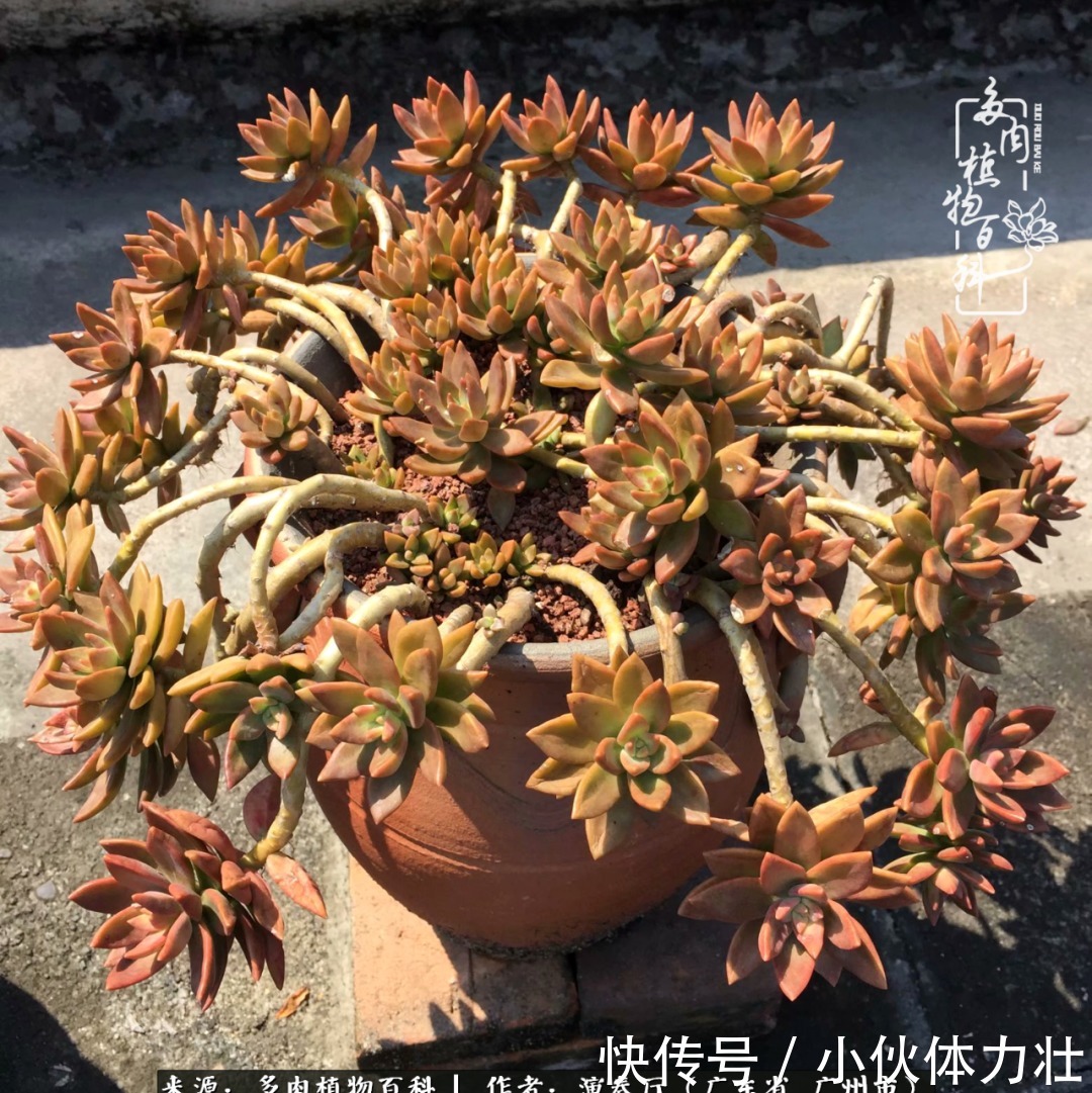 多肉植物|为肉钟情:楼顶上的多肉!