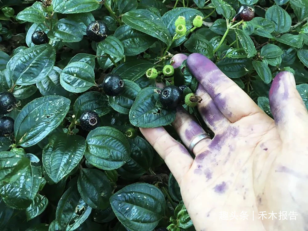 果实|浑身是刺,吃了舌头会变黑,却是高钙野果,如今市场30元一斤