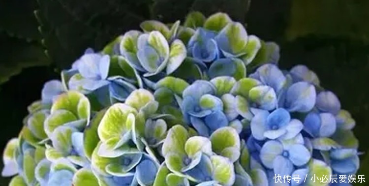 夏季|夏季蚊子乱嗡嗡?教你4个驱蚊小妙招,整夜开窗都不怕,睡觉更香