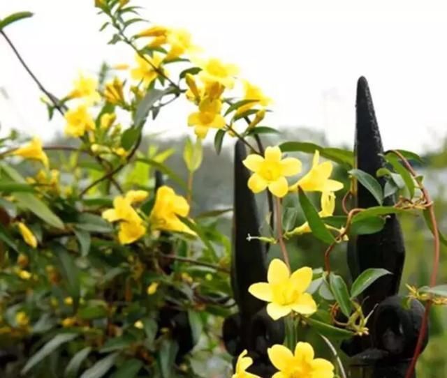 香水|这花极耐寒花开半年，香飘满院，城里人还抢着种，它其实叫断肠草