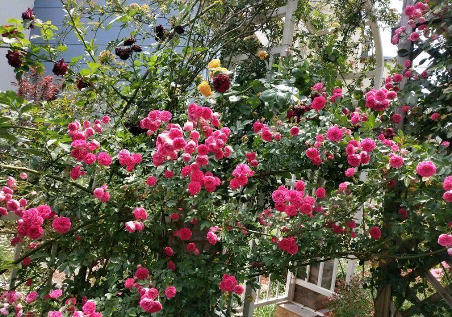 养花技巧:大冬天,她家的小院开满200盆花,全家人过年围着看!