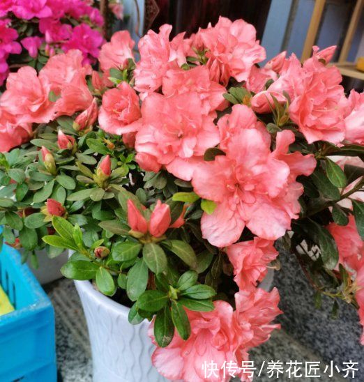 空气湿度|室内盆栽花卉不能乱“喷水”，操作不当就会烂叶，条件达到随便喷