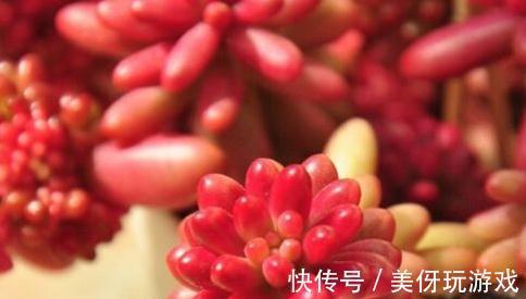 日灼|虹之玉多肉养护，微景观带给你细致的体验