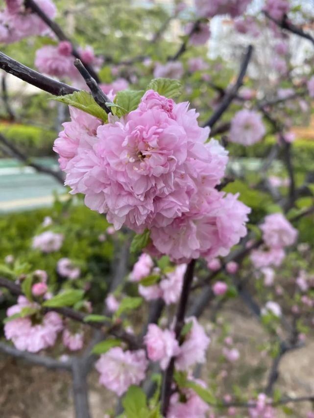 舒卷烟霞自掩映，半山芳菲绕窗棂 ——开元邀你来赏花（一）