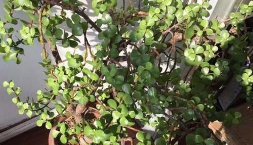 养花|聪明人养花就养3种,可镇宅招财、有益健康,养护也省心