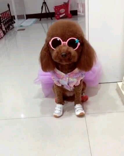 |搞笑图片幽默段子笑话好可爱的小狗狗啊，还戴墨镜呢，哈哈