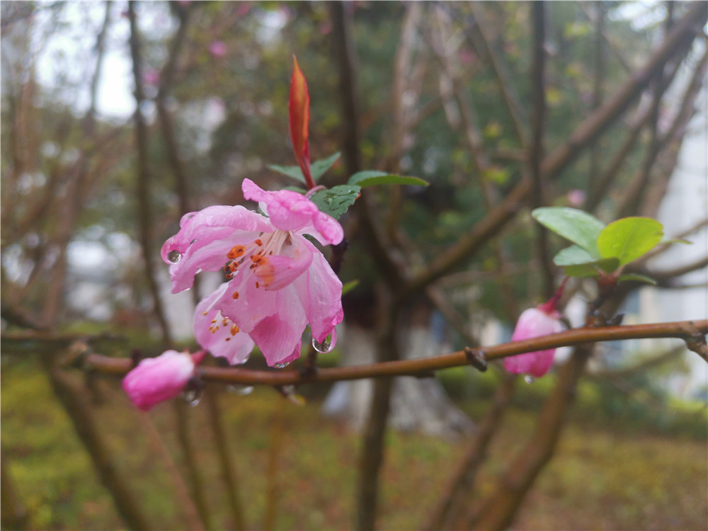 老年|美丽吉安:海棠花开 春色这边独好