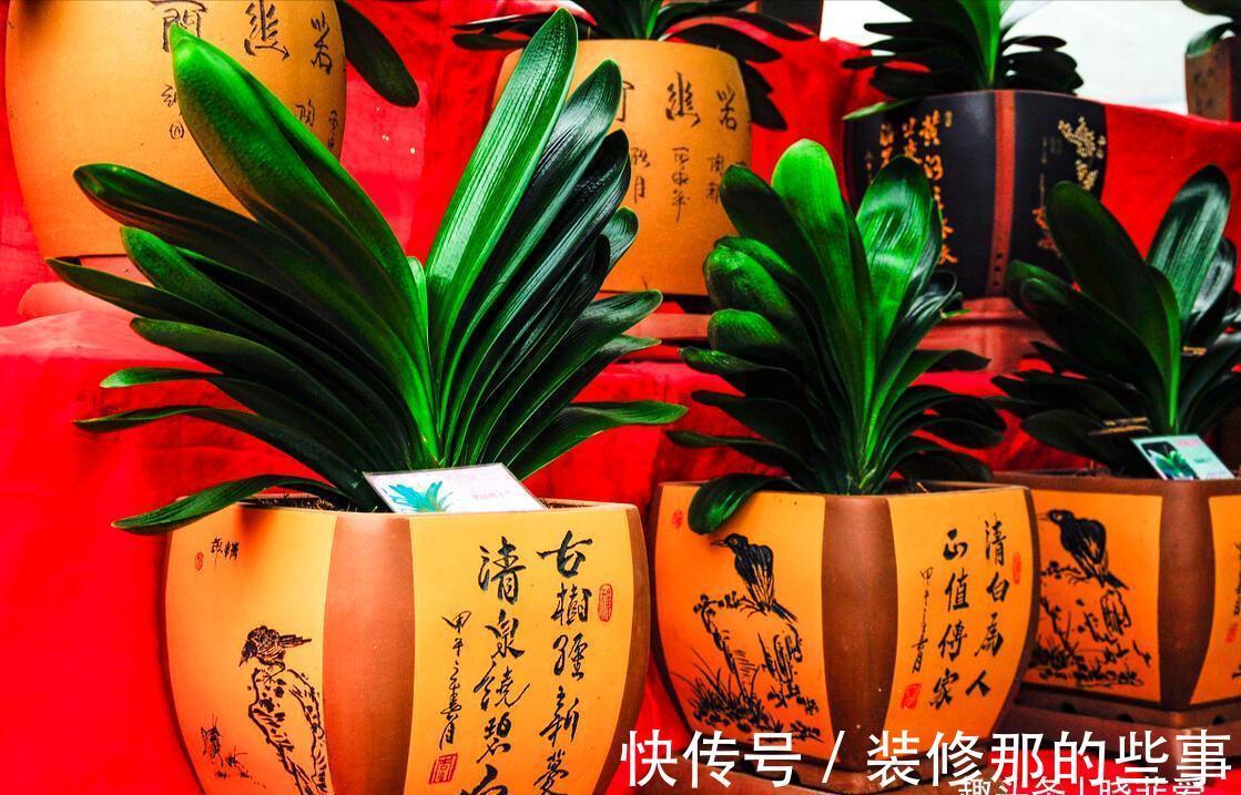 君子兰|适合客厅养的“4种花”，少晒太阳、少浇水，开花越旺“人也旺”