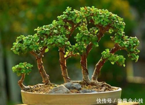 长成|家里养金枝玉叶,做好几件事,枝繁叶茂,长成小老桩!