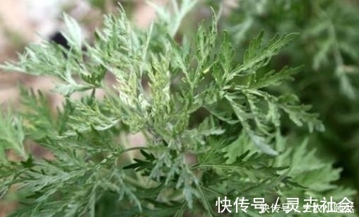 农村|农村曾用来喂猪的野草,今成餐桌上的美食,20多元一斤成稀罕货