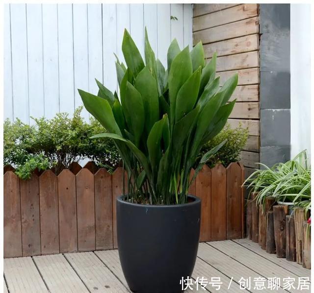 插土就能活!大半个月不用浇水,繁殖掐枝就能活,适合懒人