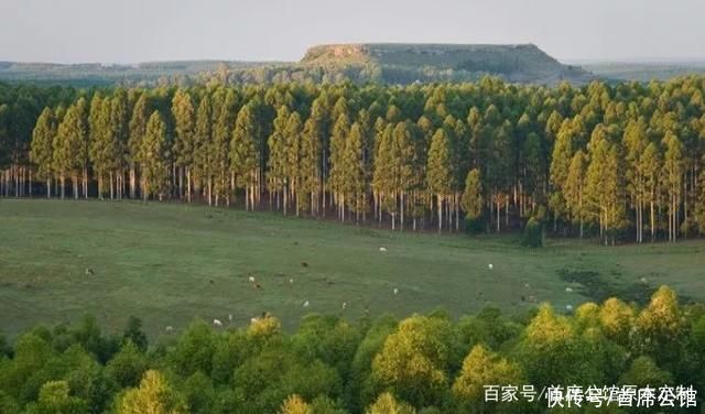 玫瑰木是最差的木材