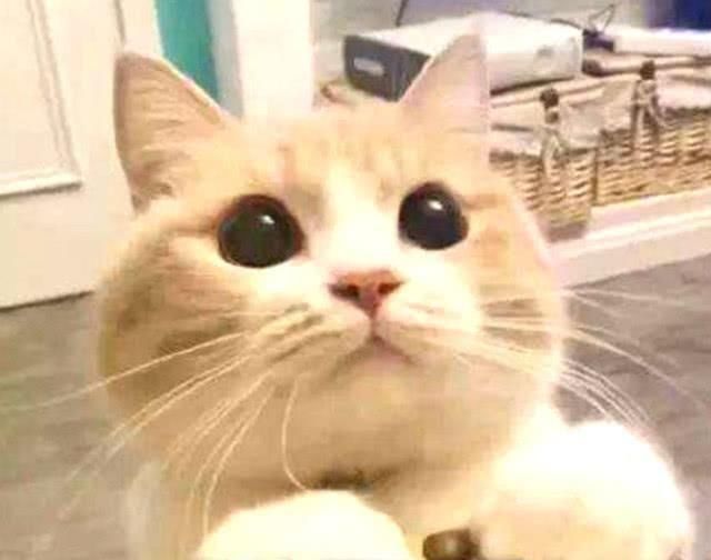 女主渣化之路完结版txt