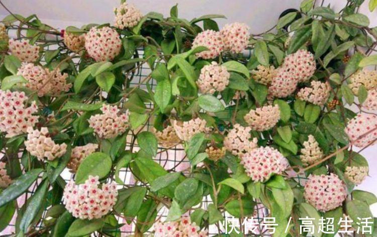 家里就养4种花，耐旱耐晒，财运福运滚滚来，幸福满满，家中必备