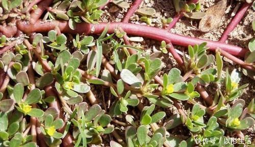 芥藍|5種讓人頭疼的“害草”，個個都是“抗癌王”，比蒲公英好100倍