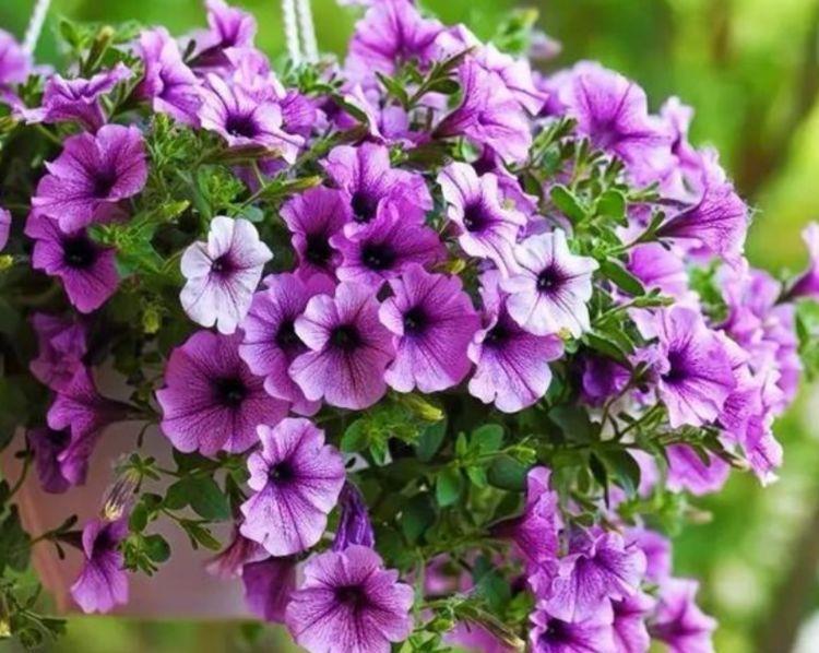 比香水都好闻的盆栽,养一盆,家里芳香四溢