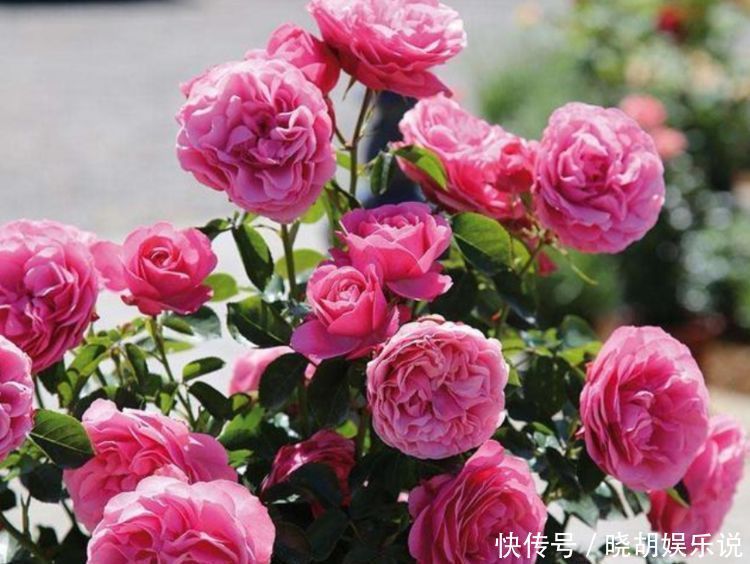 漂亮|几种花养家里，开花漂亮开不断，色娇艳香气浓，空气清新健康来