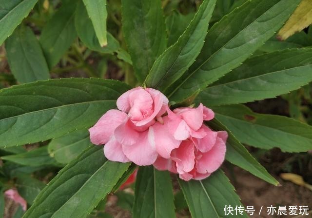 开花|漂亮的凤仙花有些毒性,冬季室内养殖做好五点,开花鲜艳还安心