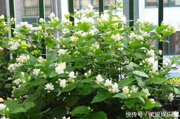 妙招|茉莉花这么养,花争着开,只需几个妙招,修剪是重点