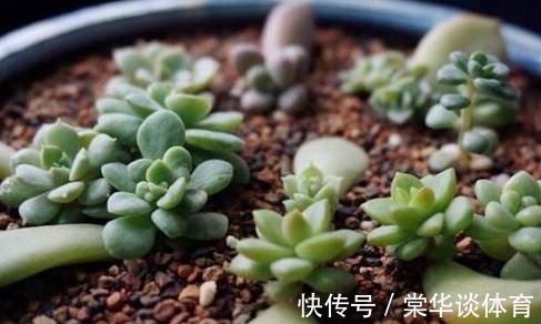 叶片|再便宜也不要买!摘几片叶子,就能叶插一整盆!