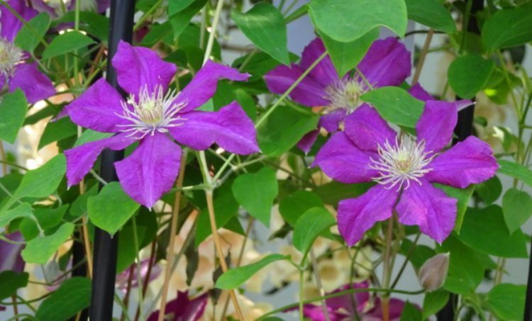 卧室试试养这些花朵,净化空气,清新养眼,释放香气比香薰管用