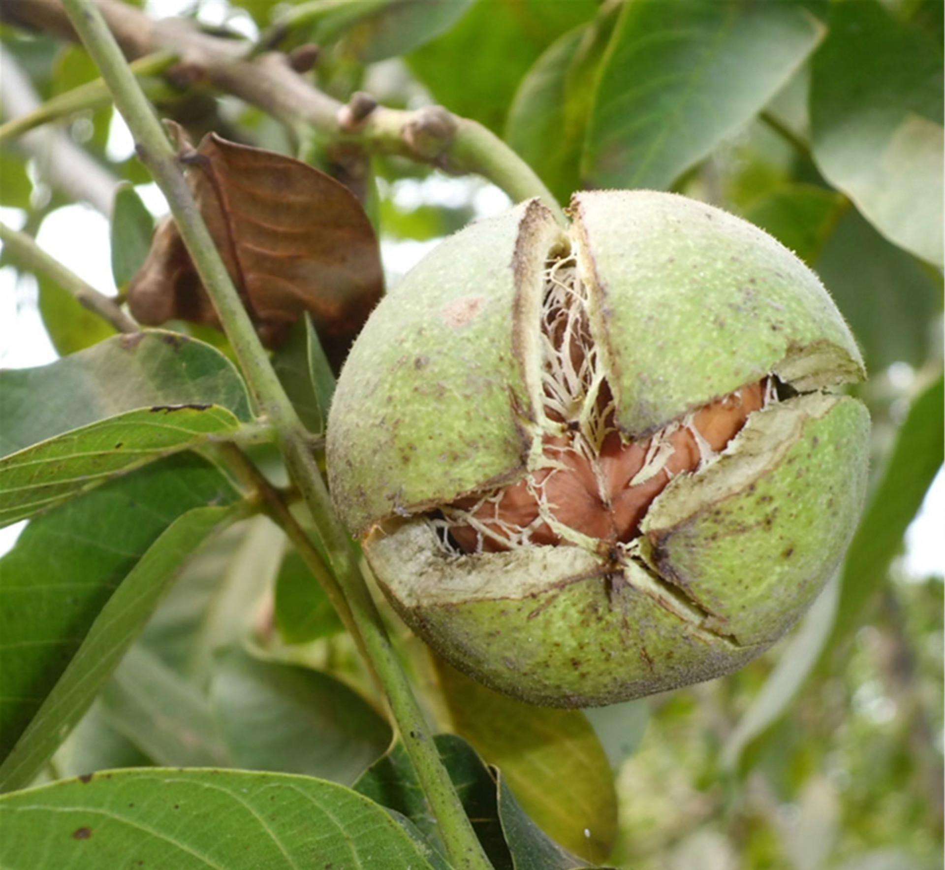 长寿果|“四大干果”之中的“万岁子”,你了解它除了补脑,还有什么功效