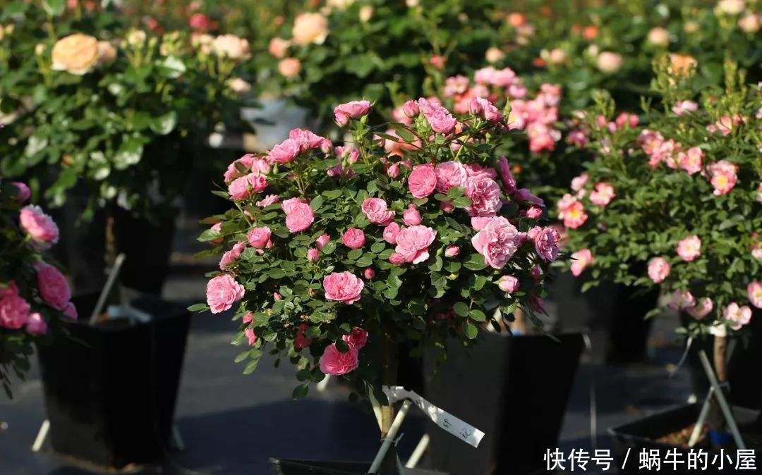 可爱|有一种花好可爱,像棒棒糖一样,只听名字就觉得心里好甜