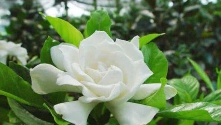 家里必养“4种花”,好养又漂亮,开花就爆盆,不易生病好养护