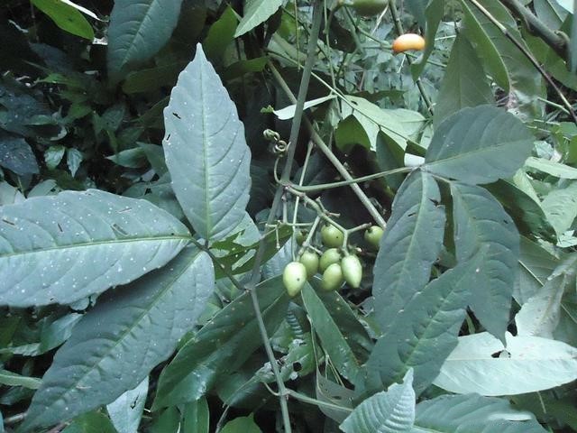 江西草药|农村只长三片叶子的野草,根茎却是“草中金”,比铁皮石斛还好