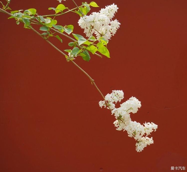 丁香花开，芬芳自来