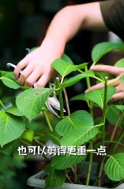修剪|7月里绣球不修剪,耽误开花一整年,剪的越狠,开花越稳