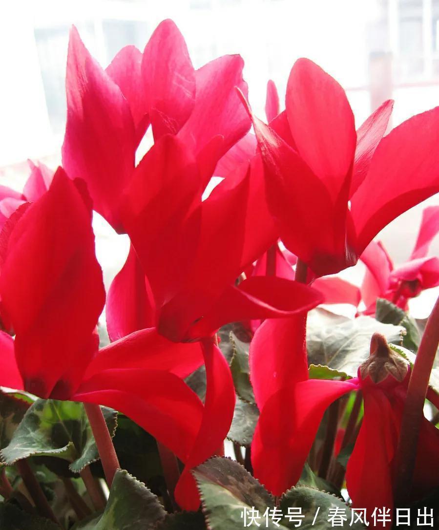 适合秋季养的10种花，代表冬天还能做年宵花，养在家里红火喜庆