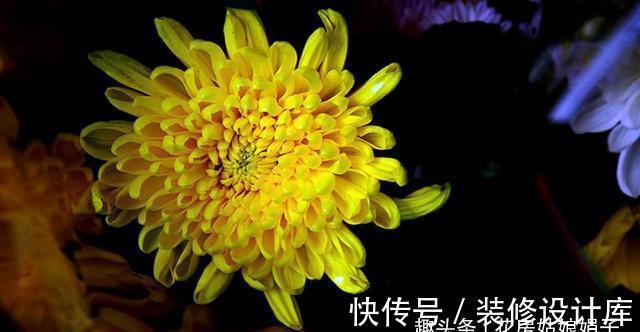 4款秋天栽培的花卉,大家都了解吗?秋天到了,赶紧在家里养几盆