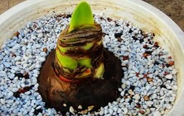 种球|此球根花卉美丽非凡,简单好养,年年都可开花,现在种还不晚