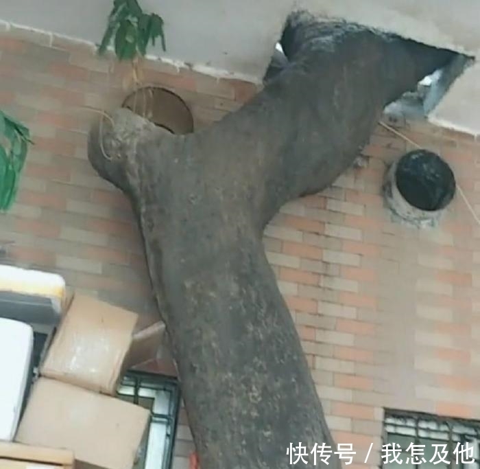 村民|百年老树村民不敢动,为建新房,他们铤而走险,网友:房子不该盖