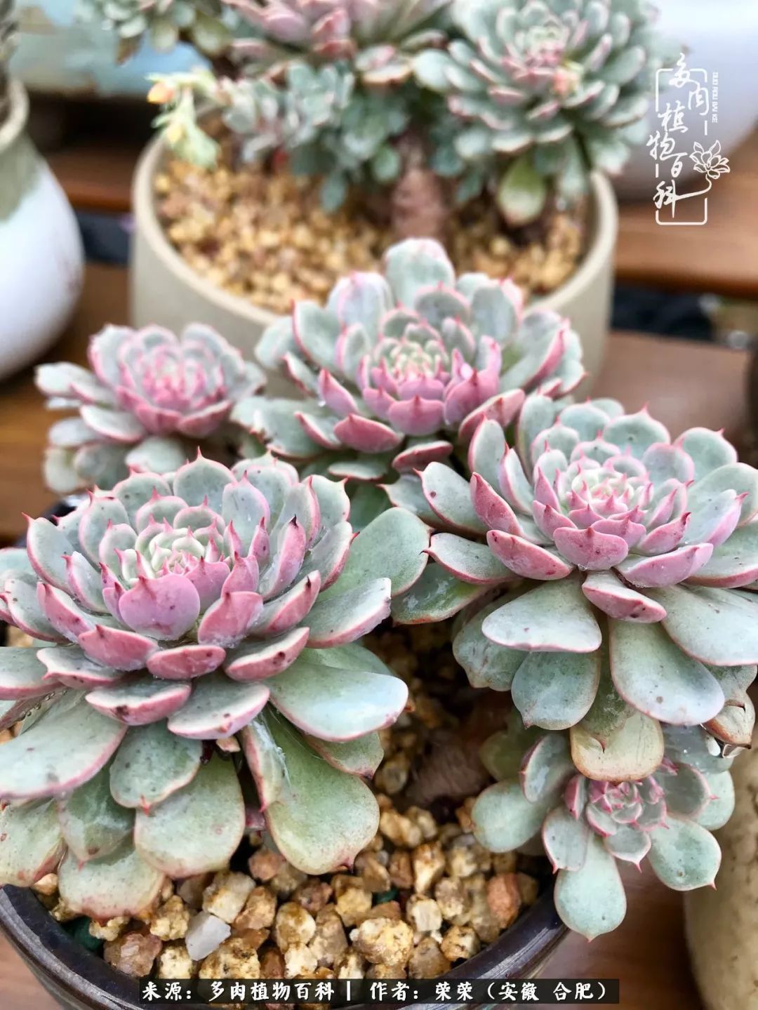 初秋时节，度夏后的多肉陆续回归！偷偷上了一层淡妆！