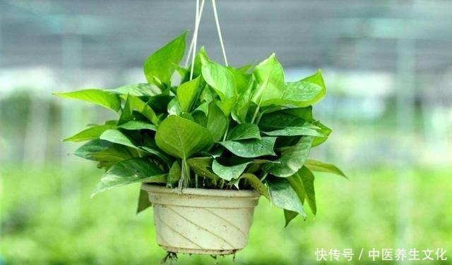 这几种花是酒鬼，浇水兑点啤酒水，叶子绿油油！