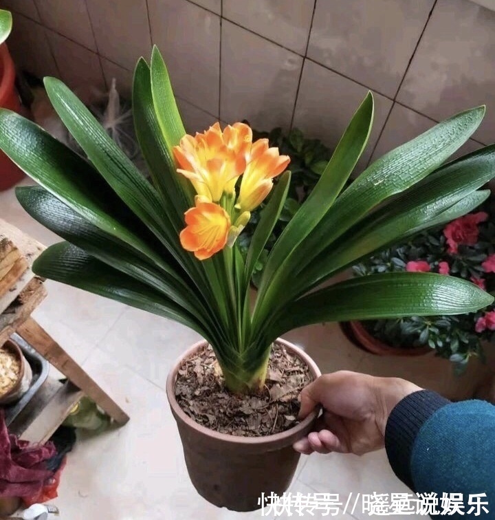 疏松|花盆出现“大土块”,浇水摻上2种“东西”,30天松软、肥沃!