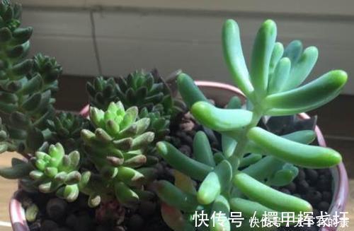 光照|多肉出现“三情况”,千万别暴晒,不然黑腐又化水,新手谨记