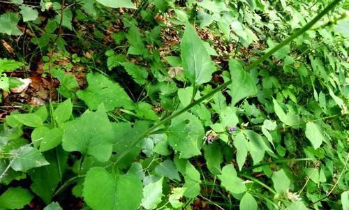 千金换野菜到底亏不亏?聪明人才知道,关键时刻起到重要作用