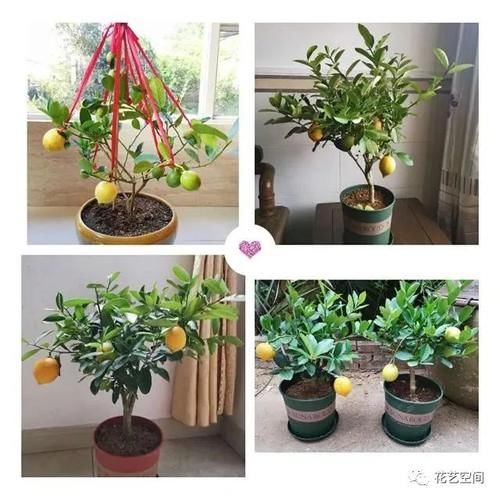 病菌碰见这三种花都是绕着走，家里放一盆，老人小孩更健康