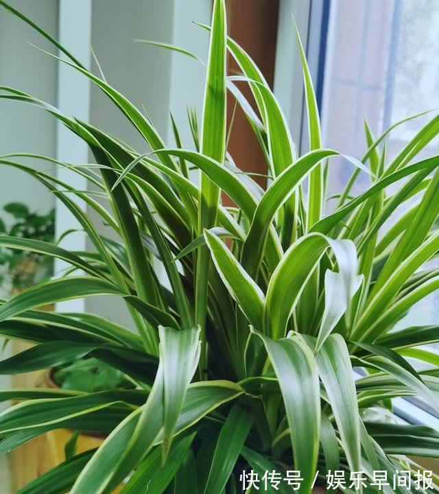 4种“懒人花”,浇点水就疯长,枝壮花多空气好,不会养花就养它