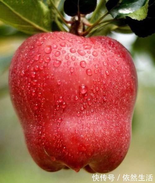 刺角瓜|聪明的人喜欢吃三种食物,营养丰富,健脾消食,好吃又不贵!