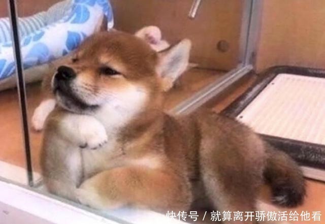 艺术家|艺术家创造有趣的动物雕塑,你觉得哪个最搞笑