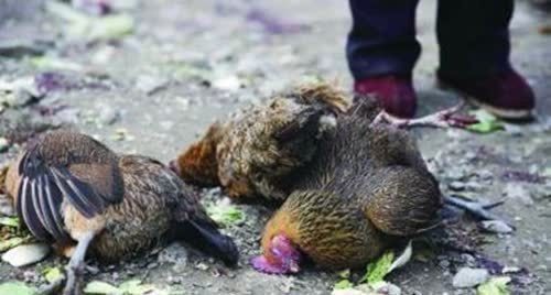 田铁武@“赶尸匠”田铁武,现场演示赶尸全过程,揭露湘西神秘的赶尸术