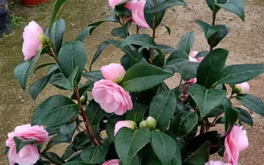 能够忍受零下30度低温的四季茶花,全年露养,打理简单,开花美