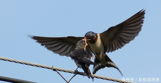 代表着吉祥|农村俗语:为何说“燕子不进愁家门”,其实十分有道理