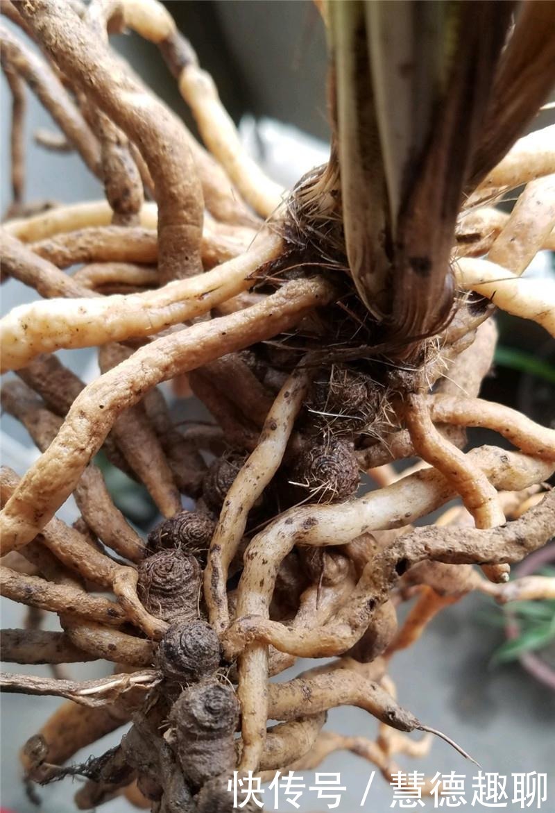 根系|兰花根上“5个螺”,近看“老卢头”,赶紧剪掉保命!