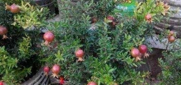 有“3种果核”不要扔,留下一点栽盆里,7天就发芽,来年结果旺盛